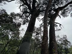 -海南热带雨林国家公园吊罗山景区