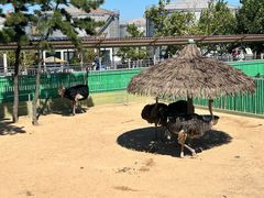 -西霞口神雕山野生动物世界