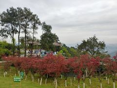 -铁山坪森林公园