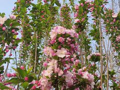 -元大都城垣遗址公园