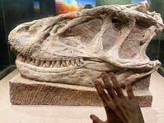 -自贡恐龙博物馆