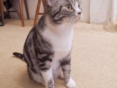 -猫友咖啡店(玉林西路店)