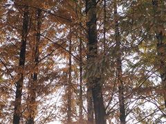 -白鹭湾湿地公园