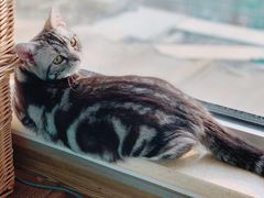 -猫大福·Fortune Cat猫舍(百子湾店)