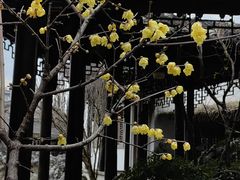 -芥子园