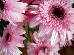 -循礼门鲜花花市(武汉循礼门店)