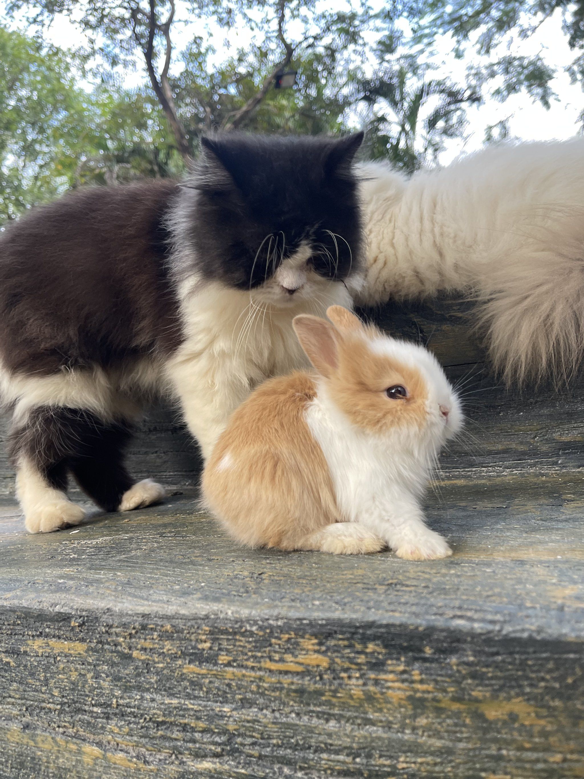 猫咪和小兔子和谐相处