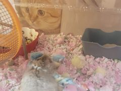 -Pets First伊珊娜洗护·精致美容·家庭式寄养(新会路店)
