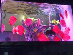 -中环花鸟鱼虫市场