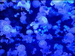 -烟台海昌鲸鲨海洋公园