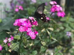 -GRACE CHEN高级时装