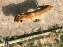 -西霞口神雕山野生动物世界