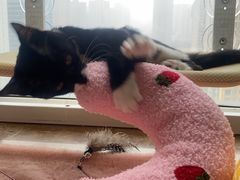 -芭比堂动物医院·犬猫全科·异宠专科(雁塔分院)