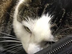 -艾贝尔宠物医院·24H转诊中心·肿瘤猫专科(江宁双龙店)