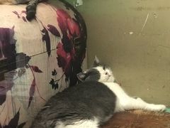 -猫咪博物馆(顶澳仔猫街店)