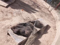 -青藏高原野生动物园