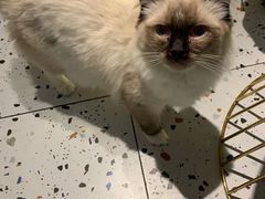 -喵喵咪呀布偶猫咖(春熙路店)