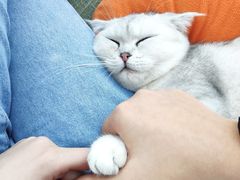 -这儿没有猫·猫咖萌宠馆·撸猫