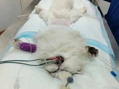 -美美宠物诊疗中心·异宠·骨科(滨江东信分院)