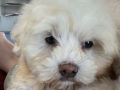 -顺强宠物诊所·狂犬免疫·夜诊·骨科(嘉定店)