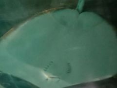 -锦艺城海洋馆
