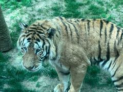 -北京野生动物园