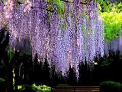 -嘉定紫藤园