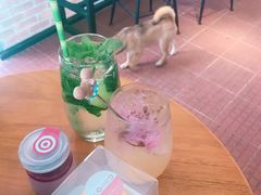 -柴犬高等学院·狗咖·柴犬售卖·宠物训练