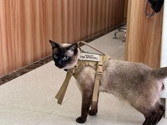 -瑞鹏宠物医院·骨科·猫科·内科(第一中心)