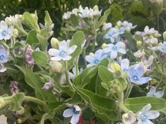 -亭亭鲜花店(中山北路店)