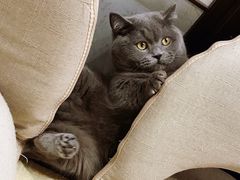-逗柴咖啡屋·狗咖猫咖宠物桌游