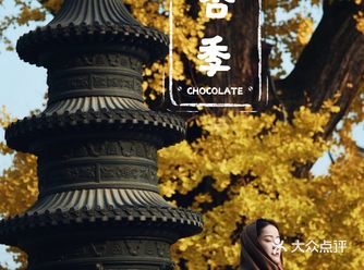沪上银杏季旅行攻略|唯二深藏寺庙的千年银杏