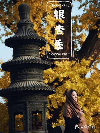 沪上银杏季旅行攻略|唯二深藏寺庙的千年银杏