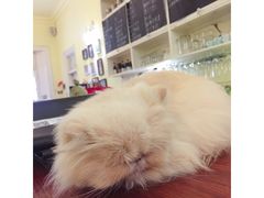 -猫色咖啡·猫咖