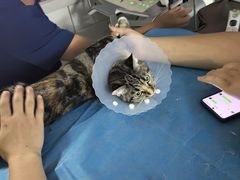 -达爱动物医院·犬猫分区·CT·复杂眼科(远洋山水分院)
