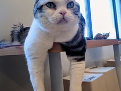 -有喵·猫咖·狗咖·30几只猫10只小狗(岗厦店)