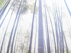 -蜀南竹海景区