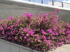 iphone_upload_pic-鱼尾狮公园