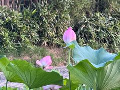 -洛阳市隋唐城遗址植物园