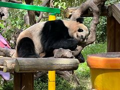 -广州长隆野生动物世界