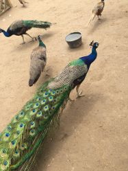 -萌宠亲子动物乐园(槐房万达店)