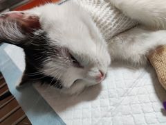 -瑞派福兴宠物医院犬猫全科·骨科·中西医结合(河东店)