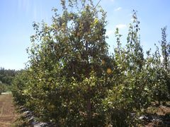 -意大利农场度假村