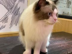 -滚猫咖啡·猫咖·猫友好撸猫(未来城店)