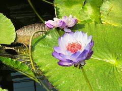 -国家植物园南园