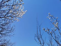 -大觉寺-停车场