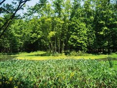 -桤木河湿地公园