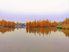 -白鹭湾湿地公园