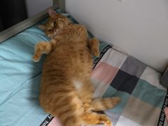 -纳吉亚猫专科动物诊疗中心(蒋宅口分院)