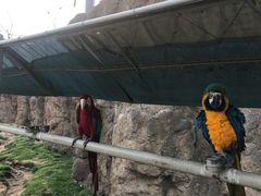 -西霞口神雕山野生动物世界